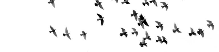 A photo of birds flying
